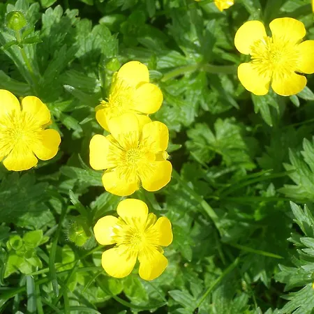 Casa Modesto * Escalona