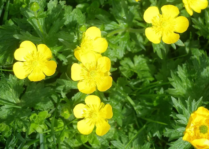 Casa Modesto * Escalona